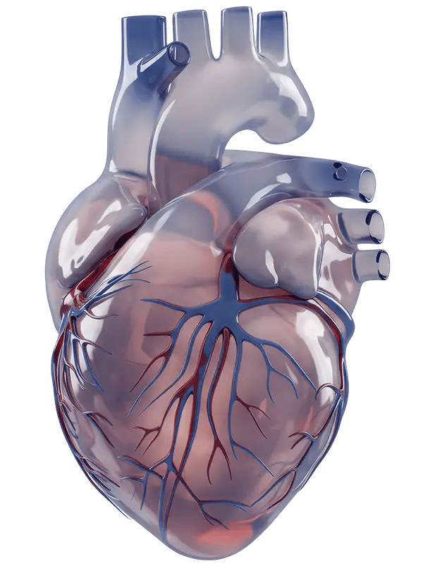 heart-2
