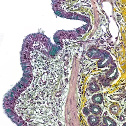pathology related service _500x500